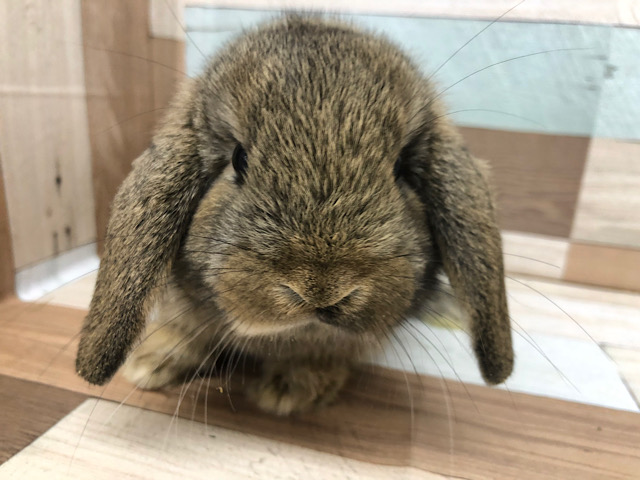 ロップイヤーラビット