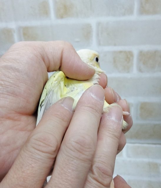 ホオミドリウロコインコ