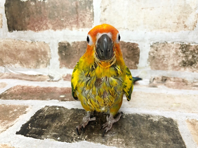 コガネメキシコインコ