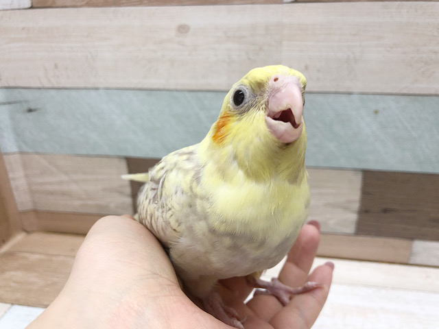 オカメインコ
