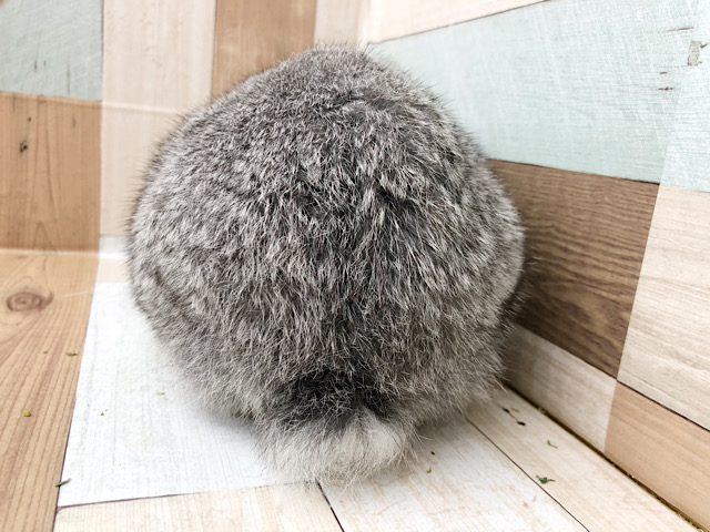 ロップイヤーラビット