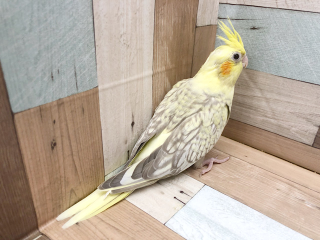 オカメインコ