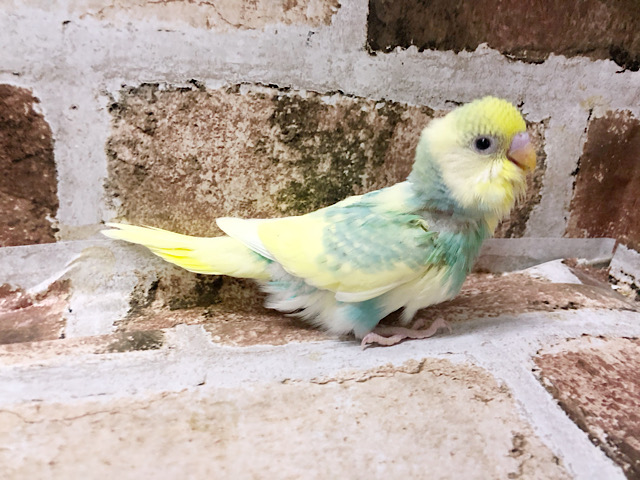 セキセイインコ