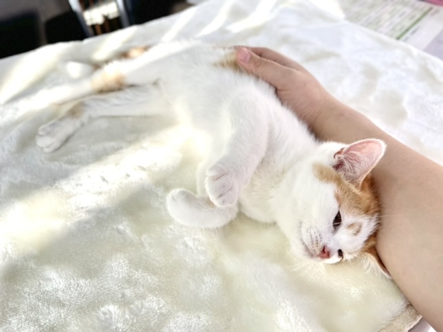 スコティッシュフォールド