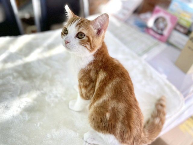 スコティッシュフォールド