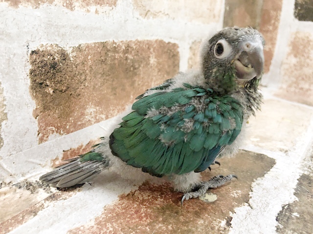 ホオミドリウロコインコ