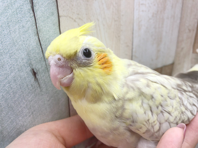 オカメインコ