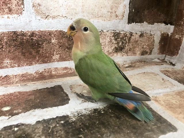 コザクラインコ（小桜インコ）