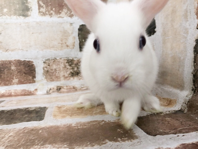 ネザーランドドワーフ