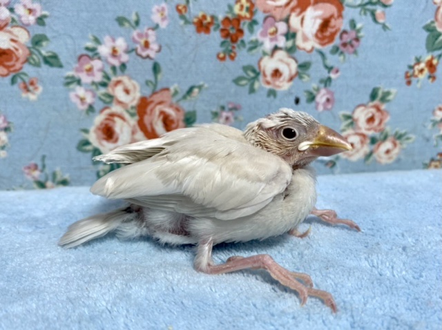 シルバーイノ文鳥