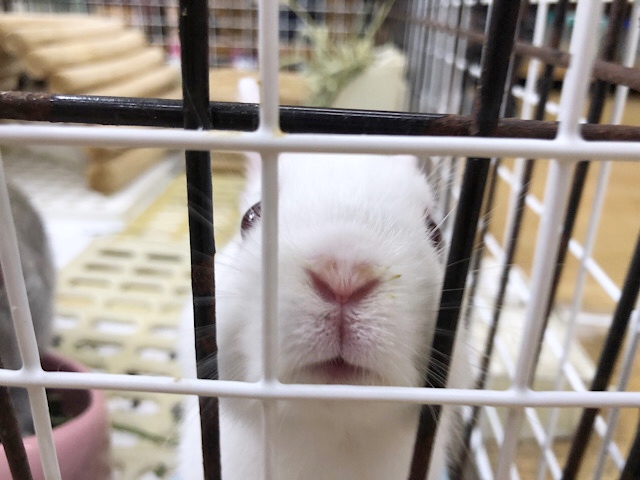 ネザーランドドワーフ