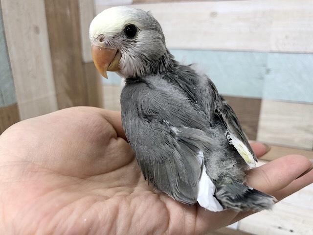 コザクラインコ（小桜インコ）