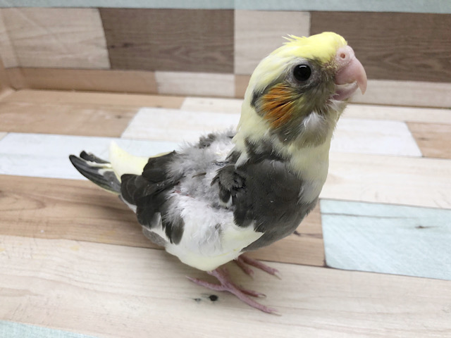 オカメインコ
