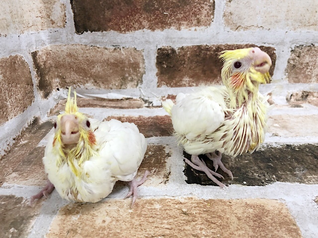 ほっぺが可愛い♥オカメインコヒナ(ルチノー) オカメインコ