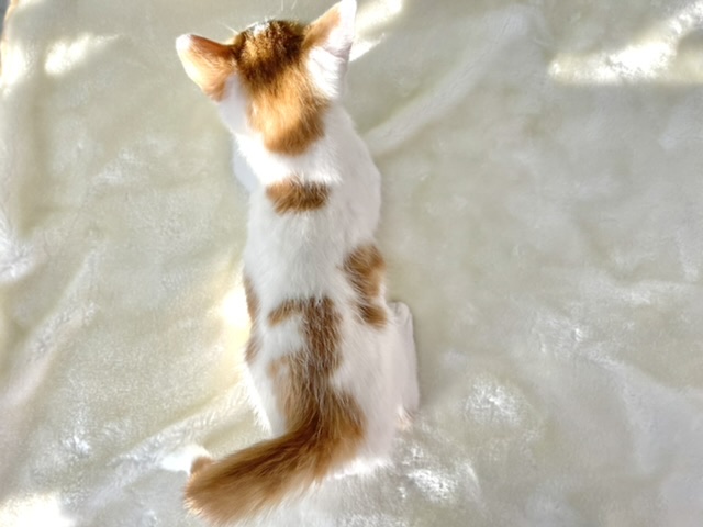 スコティッシュフォールド