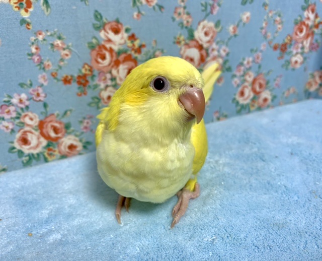 オキナインコ