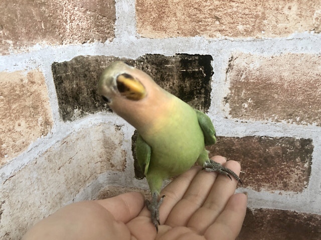 コザクラインコ（小桜インコ）