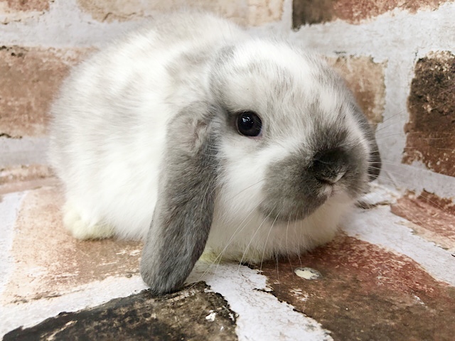 ロップイヤーラビット