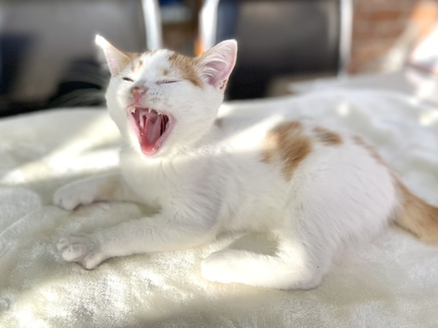 スコティッシュフォールド