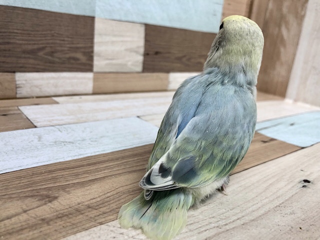 コザクラインコ（小桜インコ）