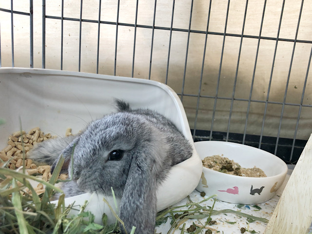 ロップイヤーラビット