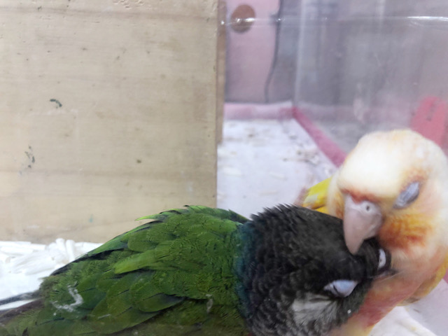 アオシンジュウロコインコ　