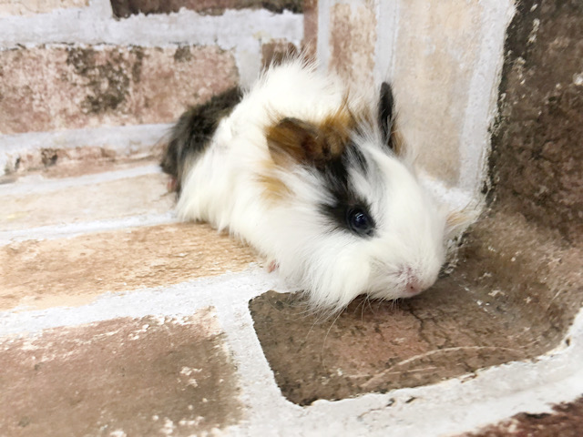 アビシニアンモルモット