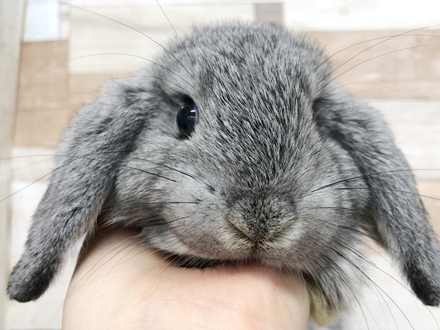 ロップイヤーラビット