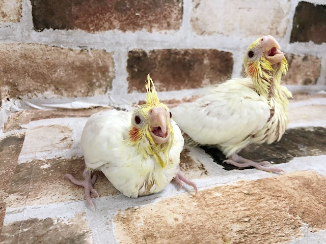 ほっぺが可愛い♥オカメインコヒナ(ルチノー) オカメインコ