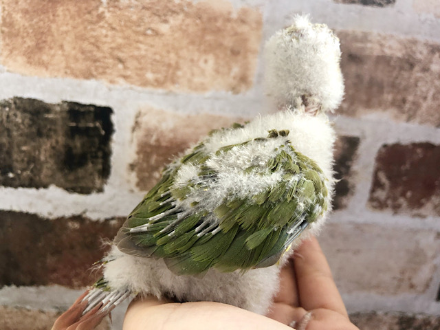 アカオウロコインコ