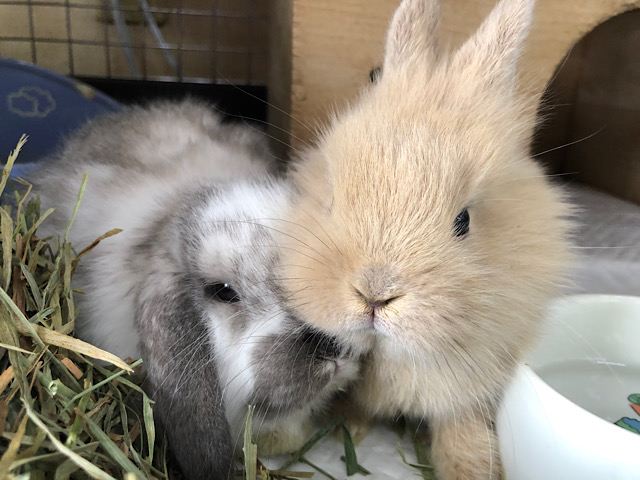 ロップイヤーラビット