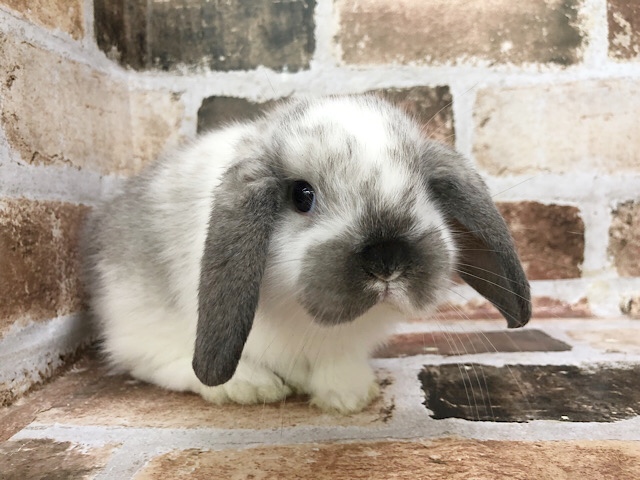 ロップイヤーラビット