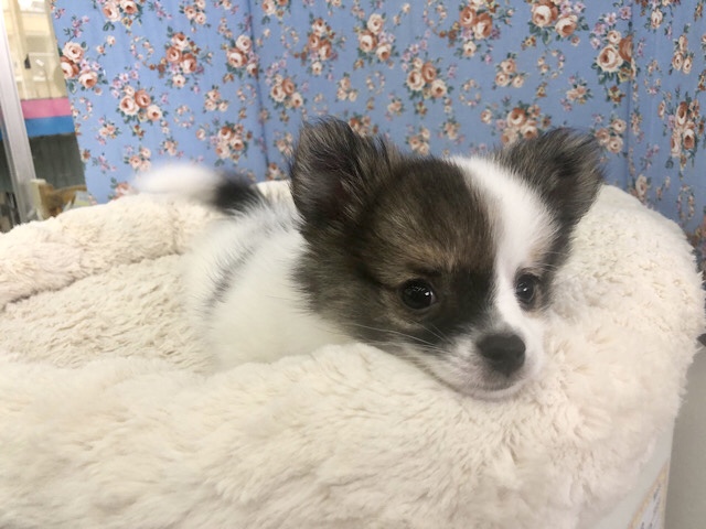 ポメチー（ポメチワ）