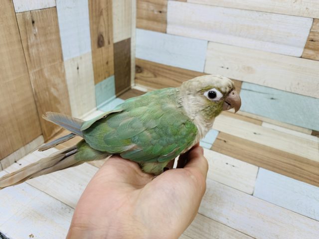 ホオミドリウロコインコ