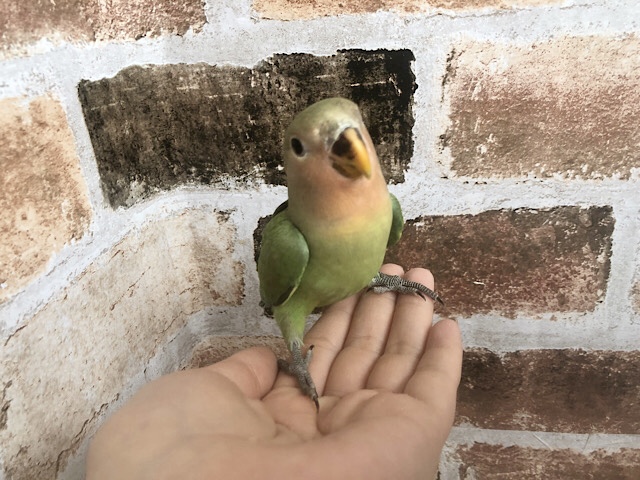 コザクラインコ（小桜インコ）