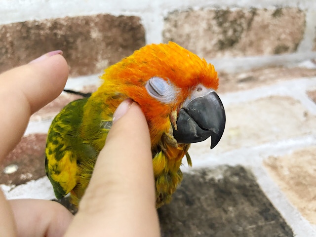 コガネメキシコインコ