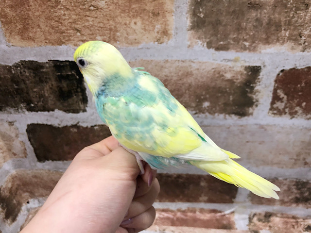 セキセイインコ