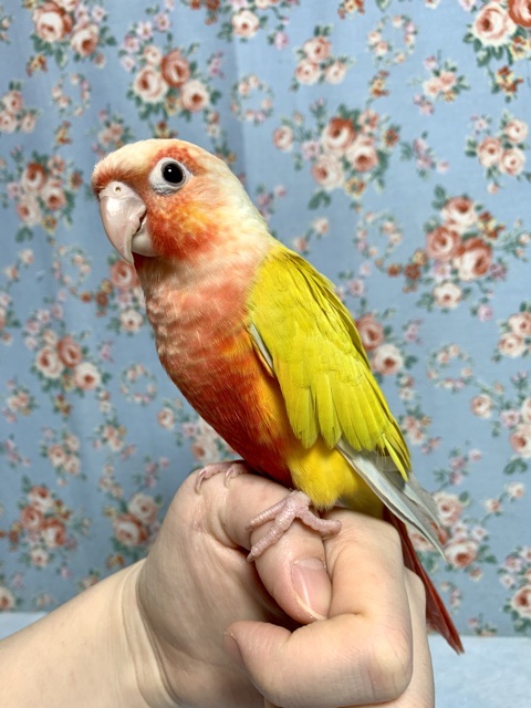 ホオミドリウロコインコ