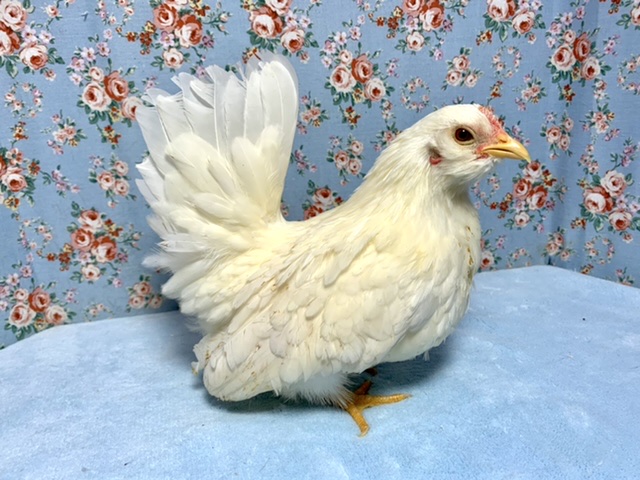 翁チャボ（オキナチャボ）