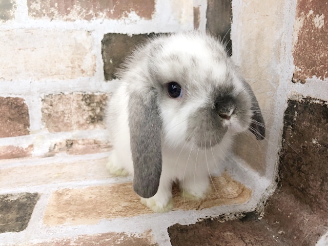 ロップイヤーラビット