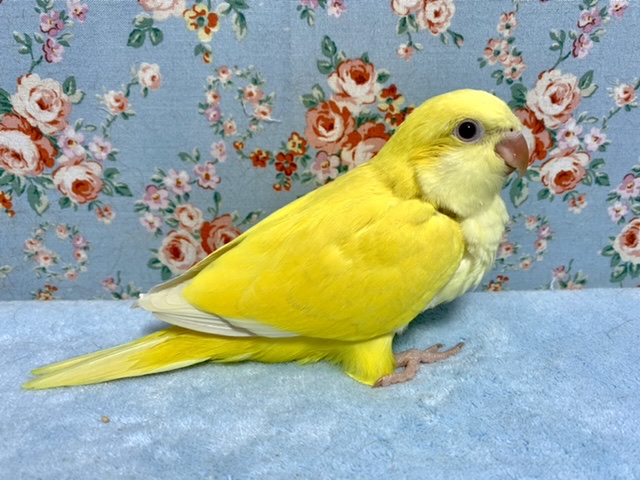 オキナインコ