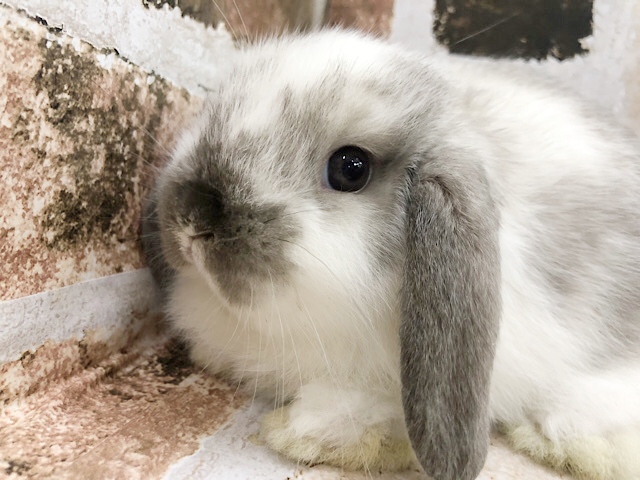 ロップイヤーラビット