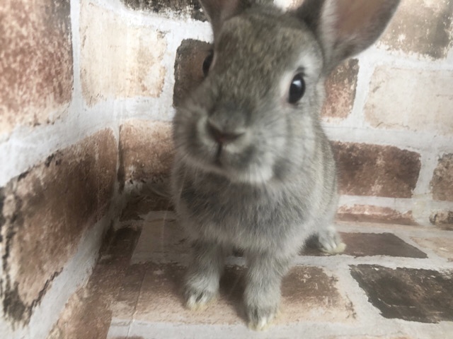 ネザーランドドワーフ