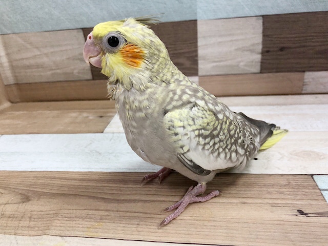 オカメインコ