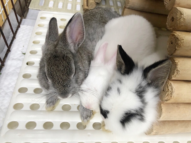 ネザーランドドワーフ