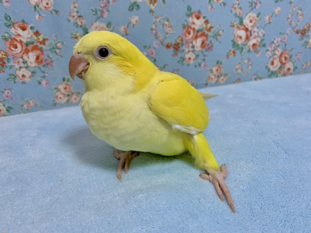 オキナインコ ルチノー 3月27日 オキナインコ