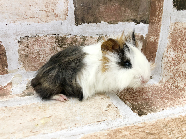 アビシニアンモルモット