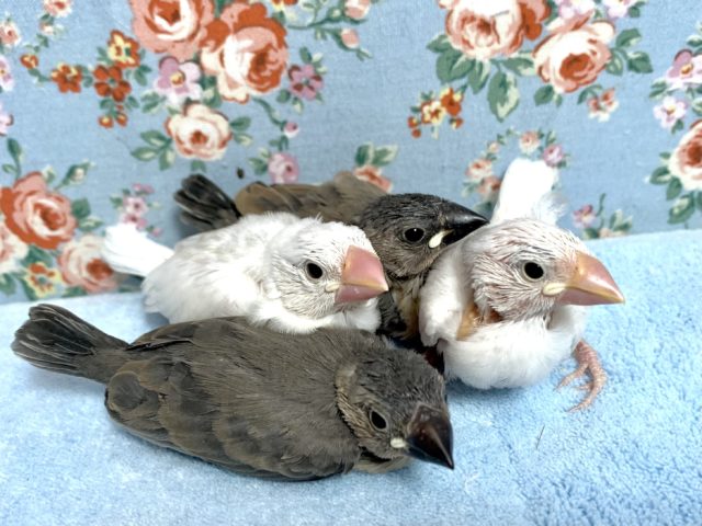 文鳥（ブンチョウ）