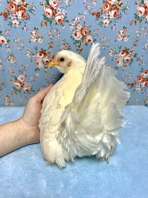 翁チャボ（オキナチャボ）