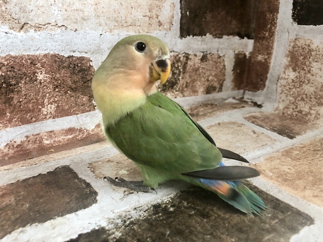 コザクラインコ（小桜インコ）